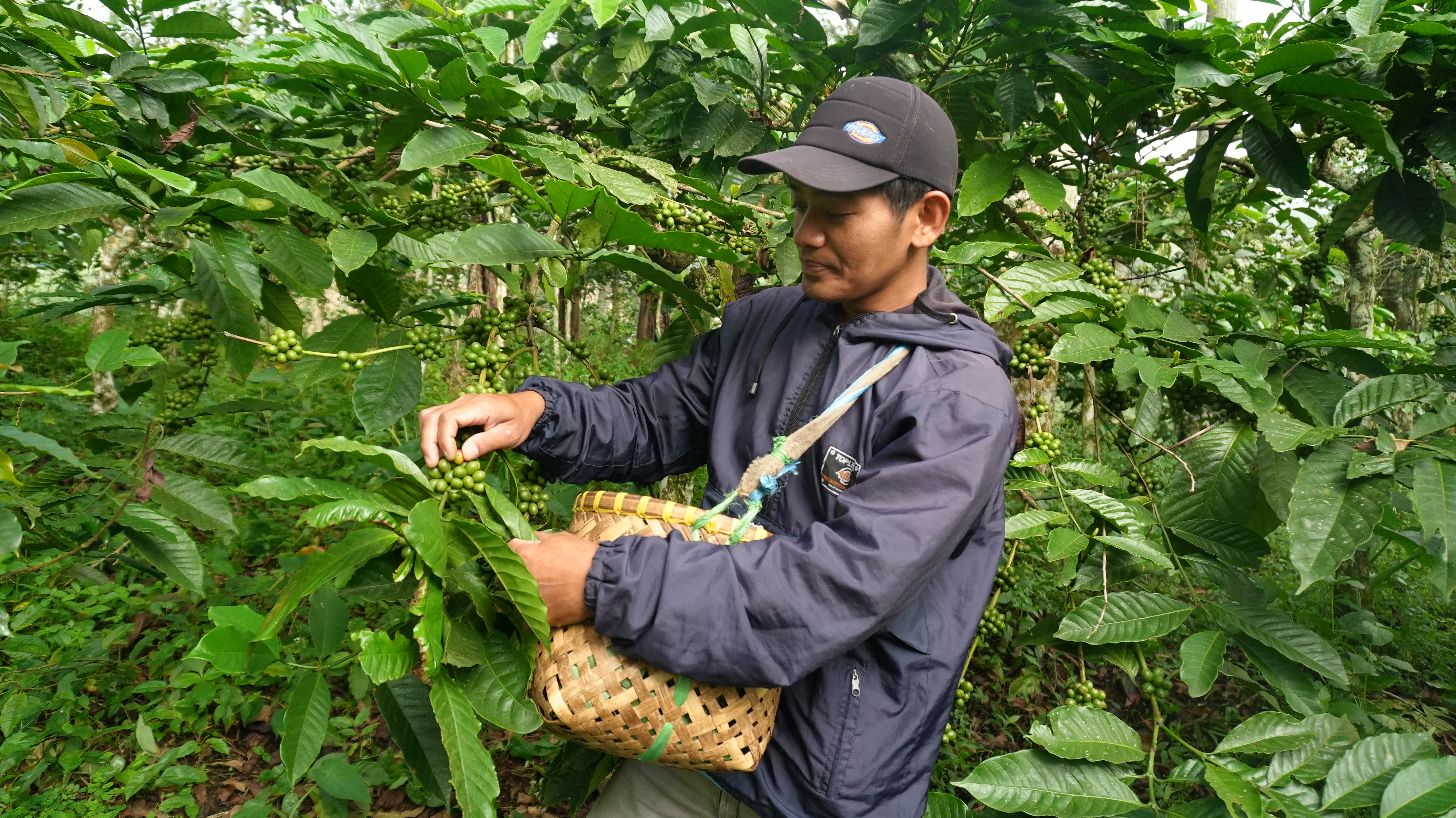 Peternakan Sapi